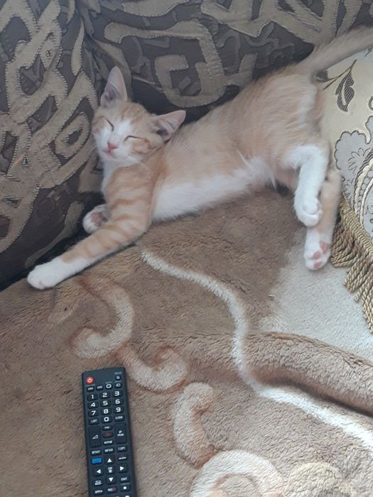 Котята ждут Вас .