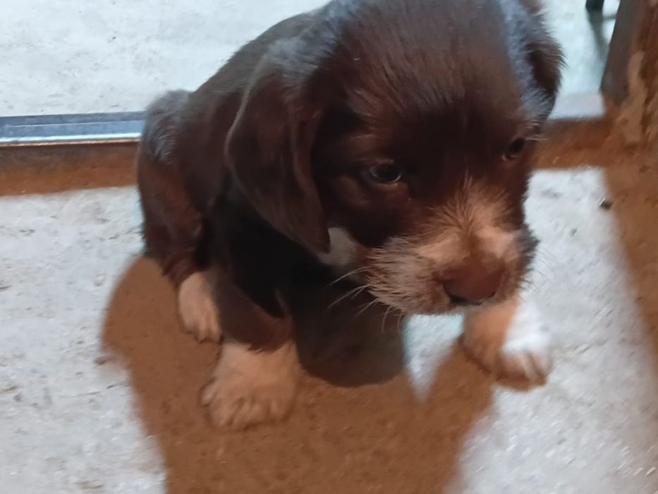 Охотничий,сучка,