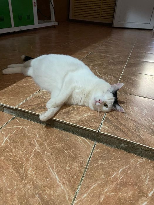 Отдам в добрые ручки