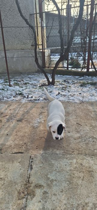 Donăm cățeluși jucăuși unor familii iubitoare