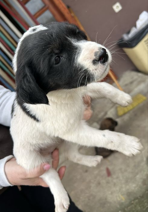 Donez 7 catelusi, 4 baieti si 3 fete