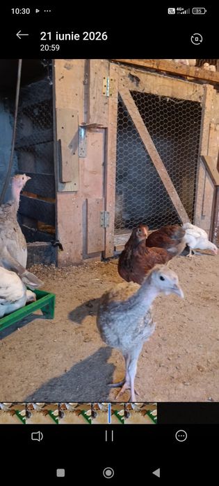Puicuțe cu vârsta de 3 luni jumătate