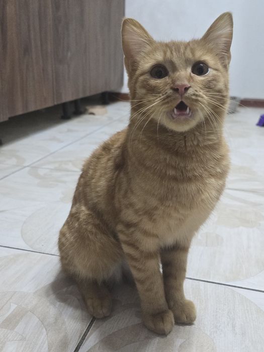 Отдам в добрые руки