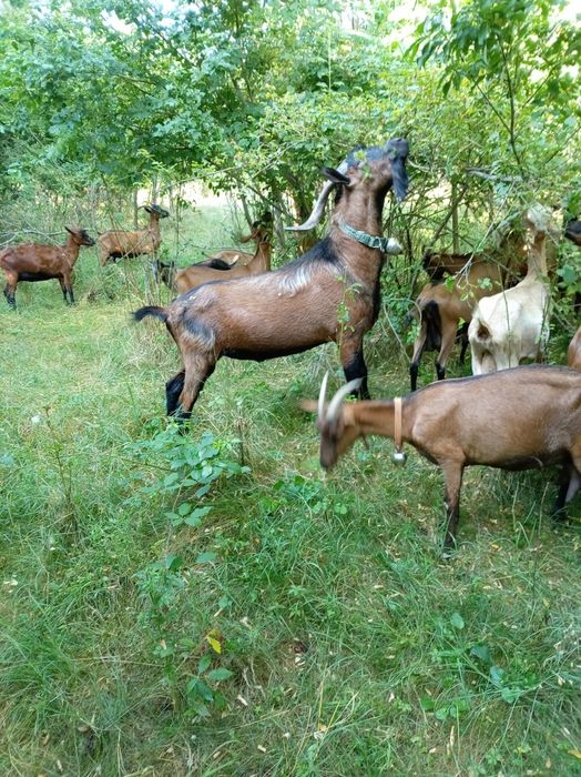 Capre alpin francez