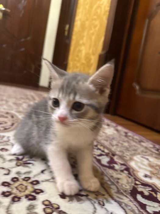 Продаются котята