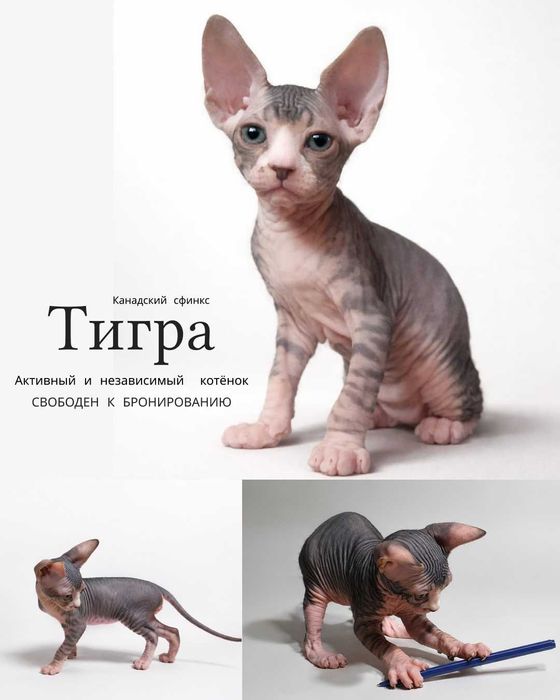 Продаются котята Канадского сфинкса
