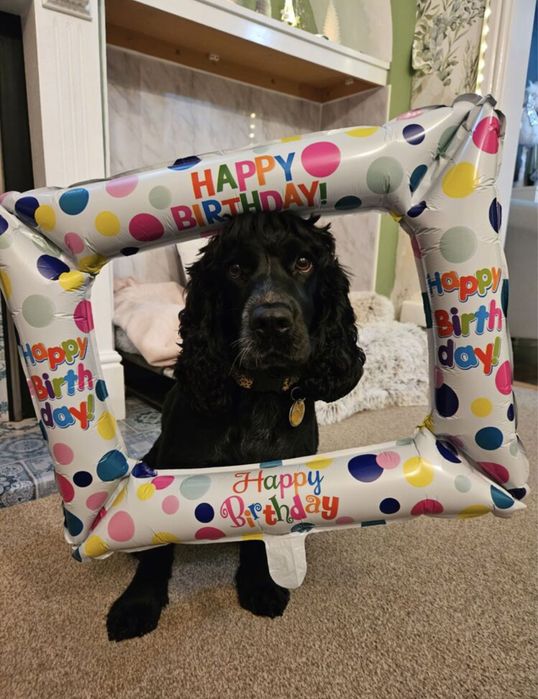 baloane festive la multi ani happy birthday pret/buc