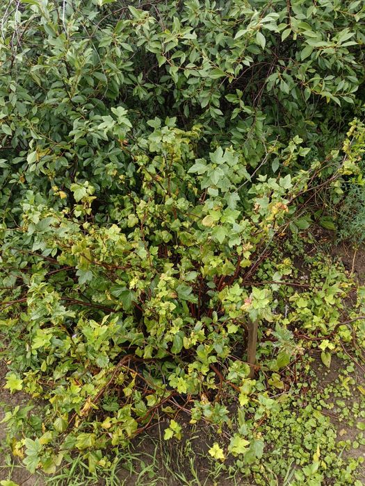 Продам дачу Со Дархан рассмотрим рассрочку