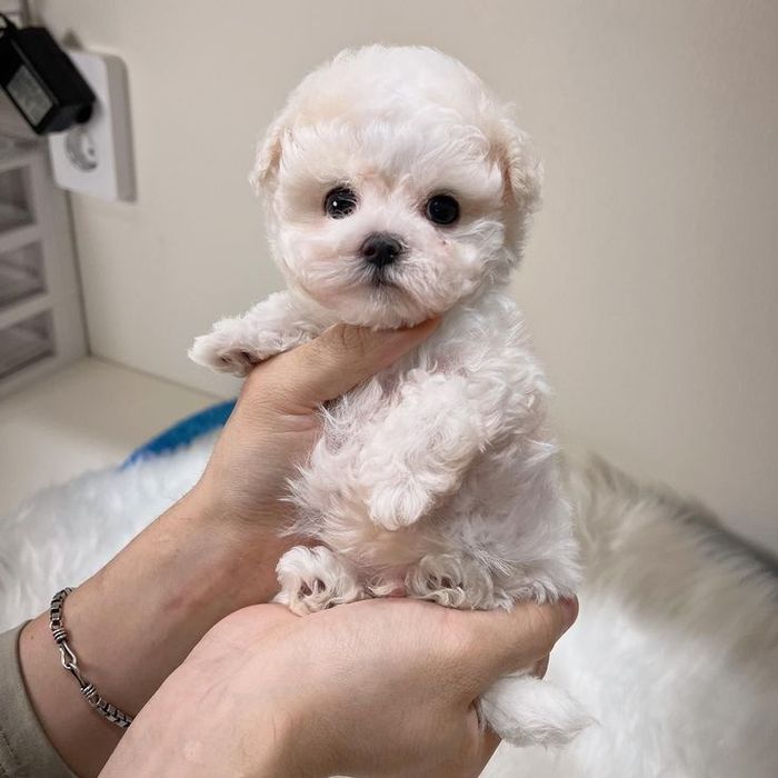 Caniche poodle mini toy