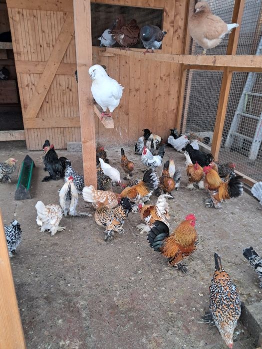 Vând Găinuțe de Rasă Mii de Flori