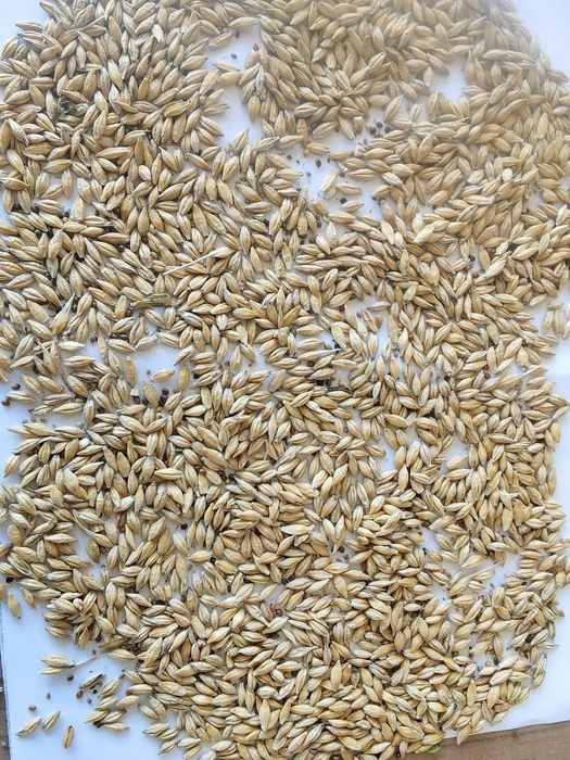 Пшеница.Платный чат!Все корма.