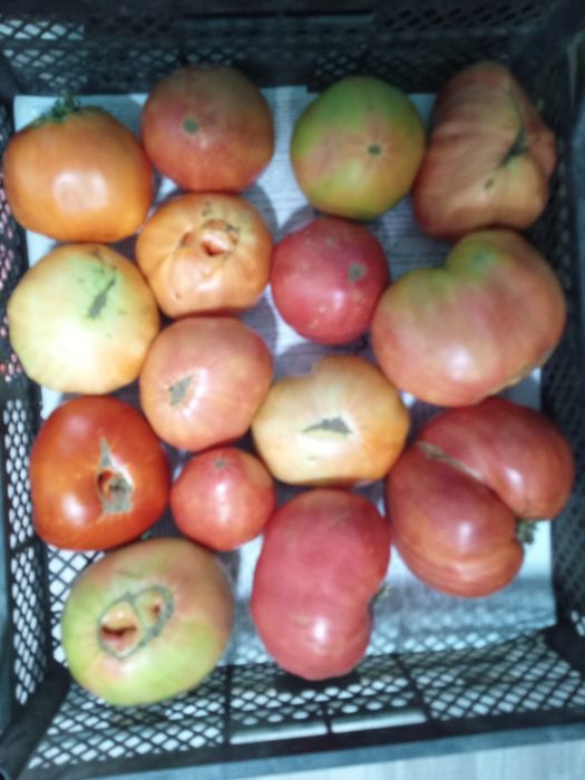 Продам домашние помидоры