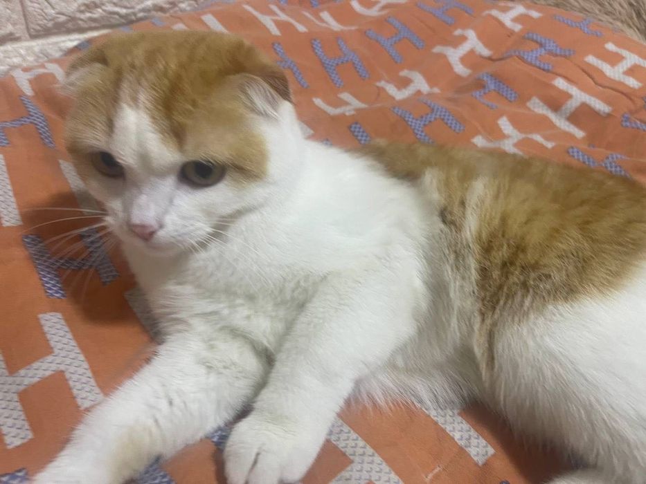 Выслоухая кошка (домашняя)