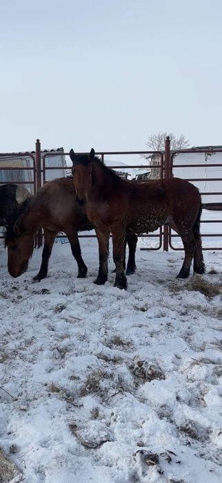 Тяжеловоз жеребцы 3 года