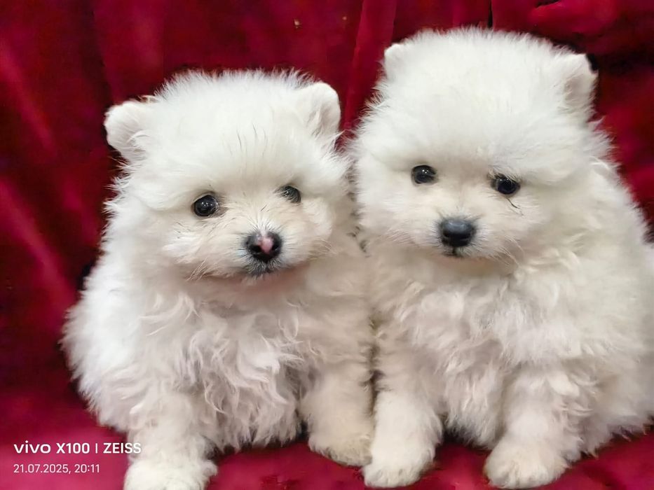 Очаровательные щенки шпица.