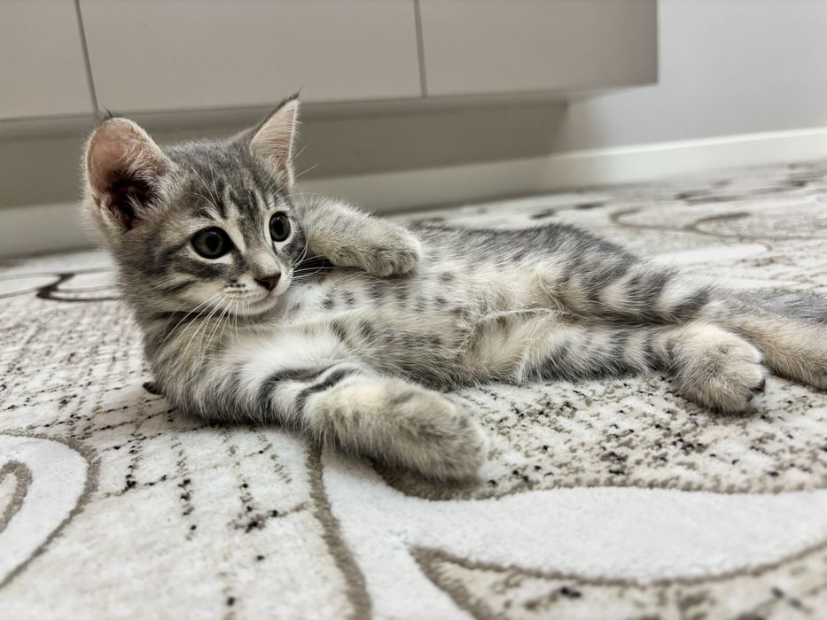 Котенок 2,5 мес