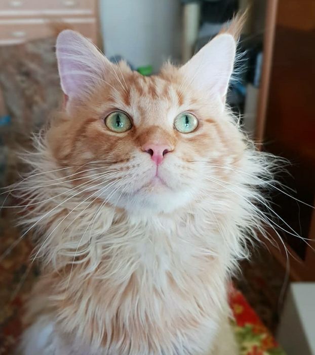 Вязка. Кот мейн-кун.