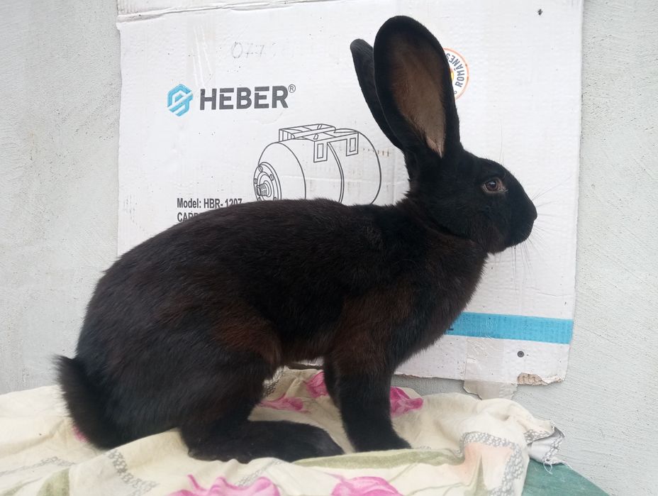 Masculi și femele Fluture Janet!