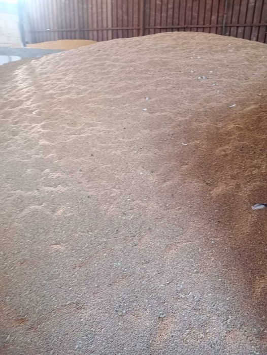 Porumb si porumb sticlos