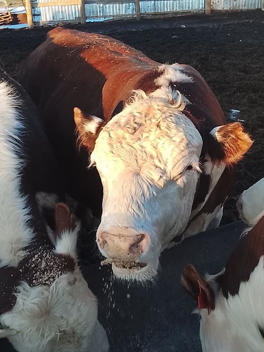 Продаю быков белоголовых на племя