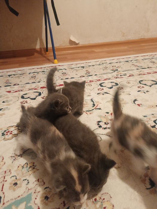 Сиамский мысык балдары