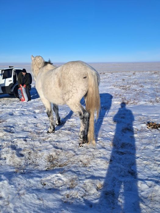 Айғыр сатам ,жасы 11 де