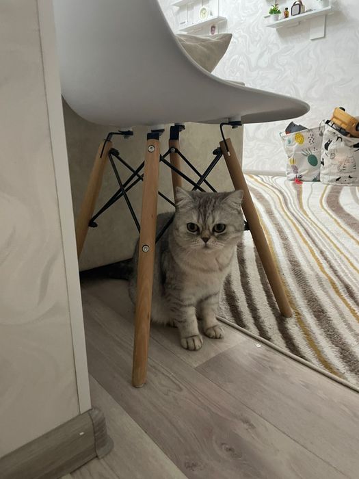 Отдам в хорошие руки