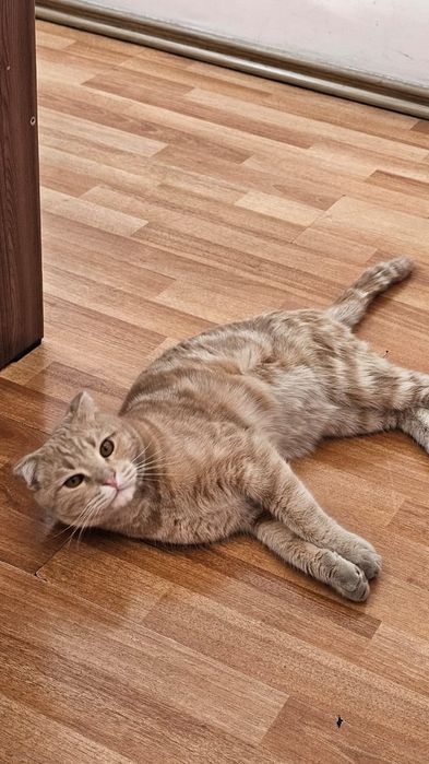 В Добрые руки молодой котик