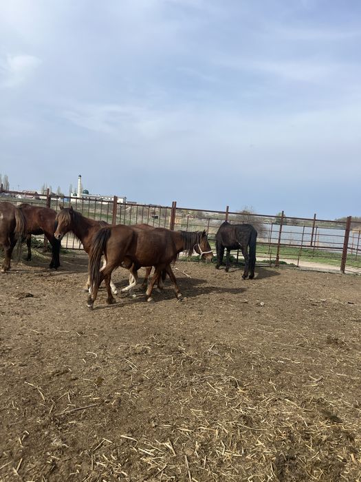 Құлынды буаз биелер