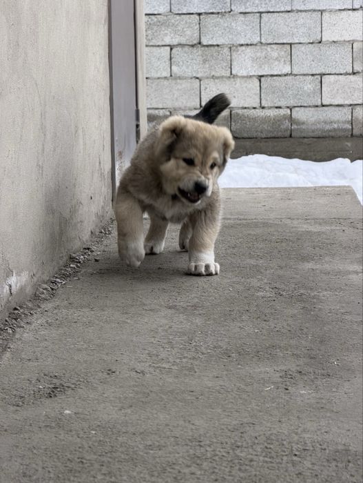 Төбет күшіктер сатылады