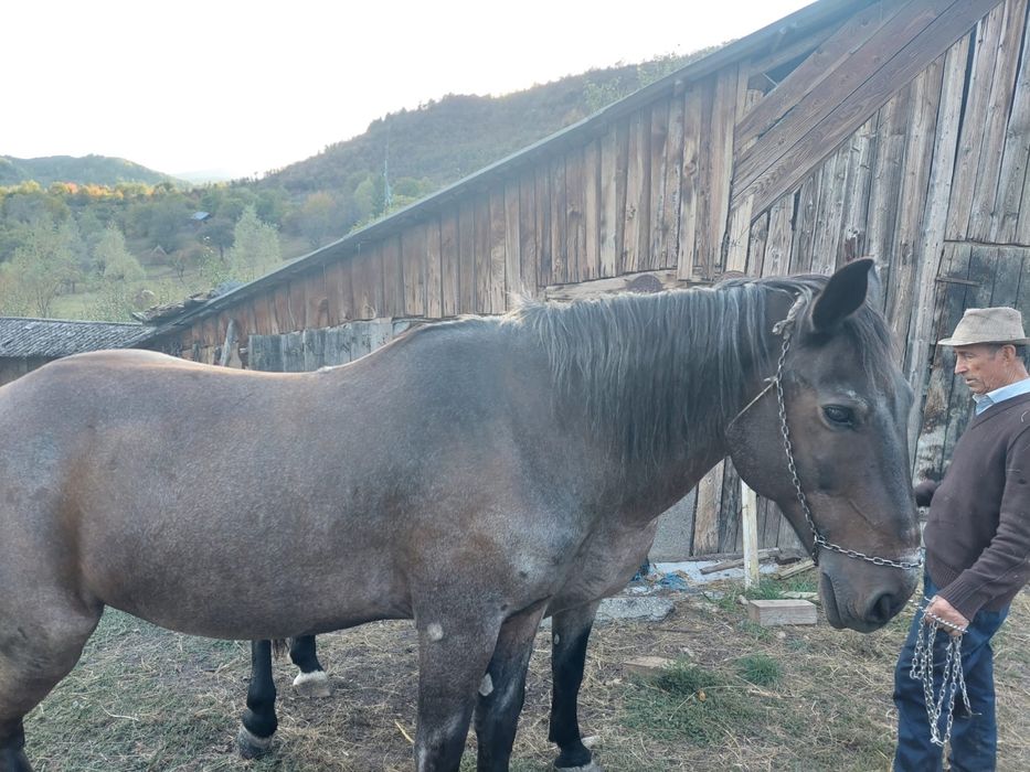 Pereche de doi cai