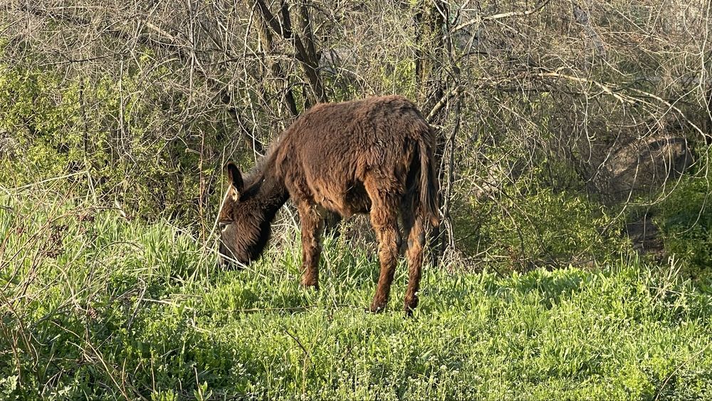 Продается ишак с двумя близнецами!