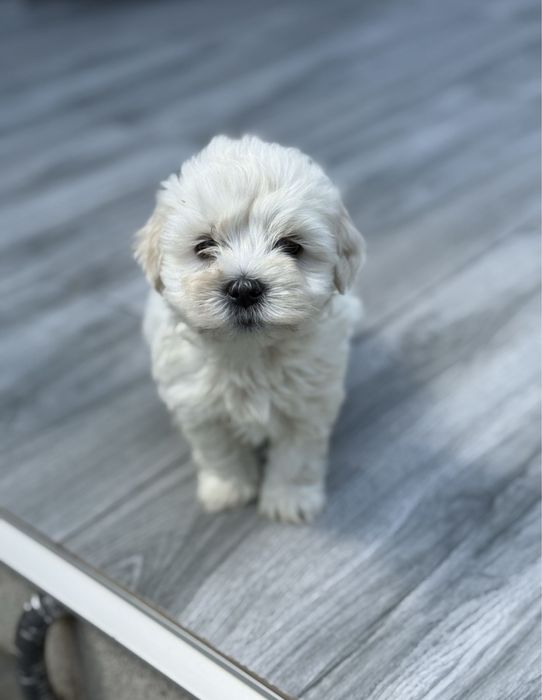 Bichon Maltez - 7 saptamani