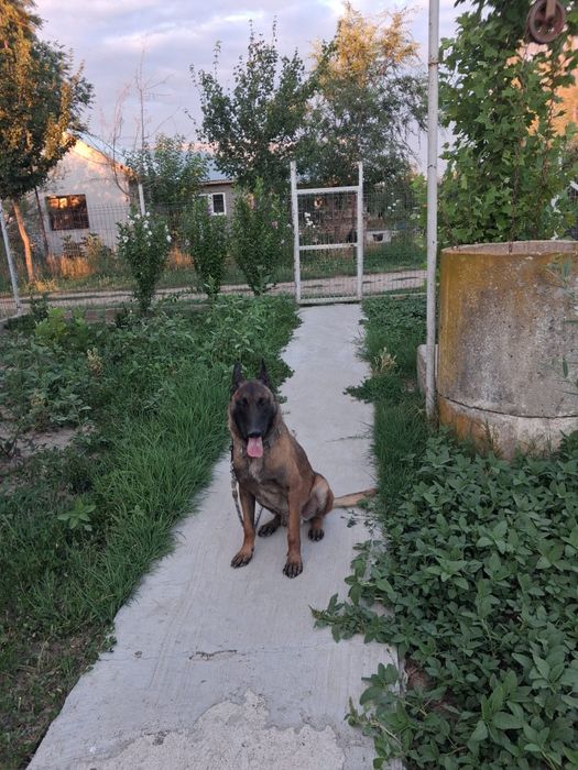Mascul de malinois !