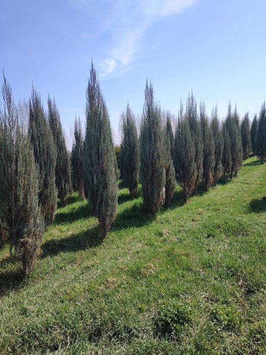 Маживельник, Туя.