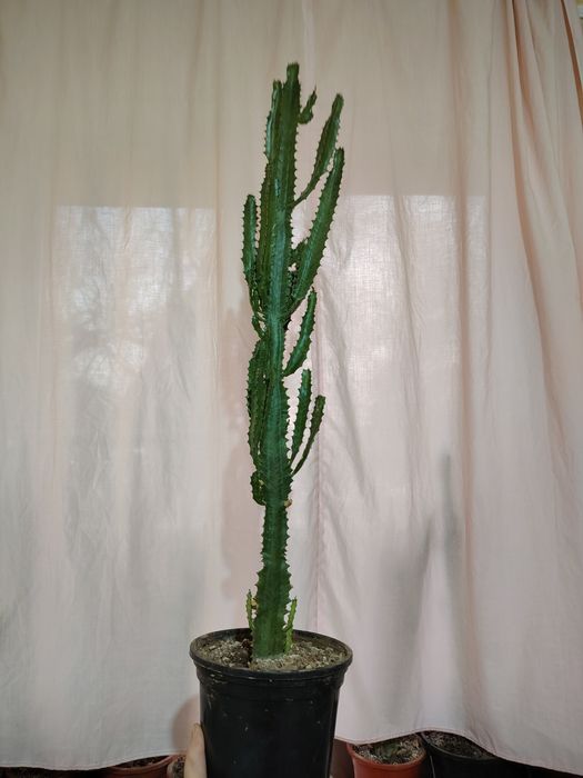 Тувакда гуллар, цветы в гаршке