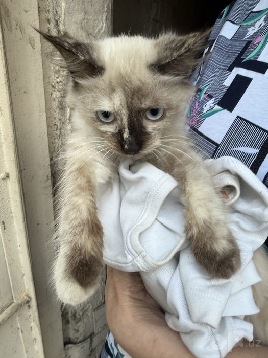 Котенок Сиамский