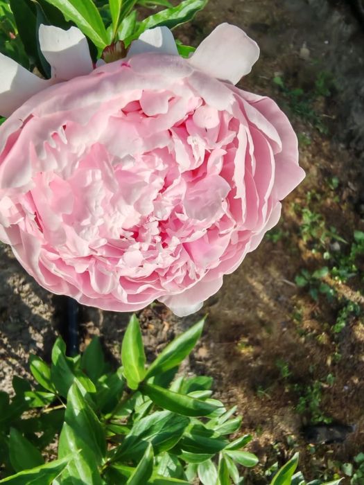 Предзаказ на пионы (начало мая)