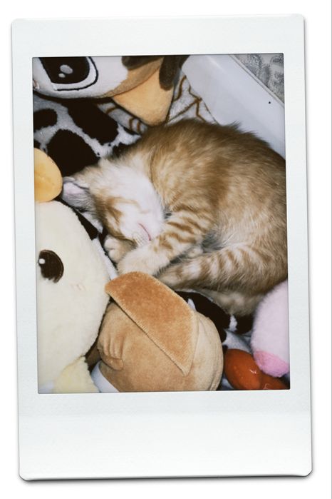 Котёнок 2 месяца мальчик