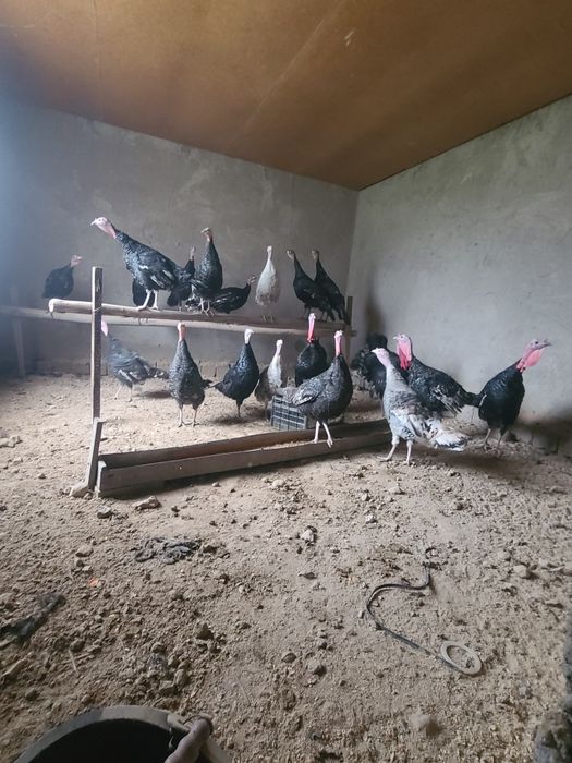 Kurka bor  17 tasi makiyon 4 tasi xo‘roz