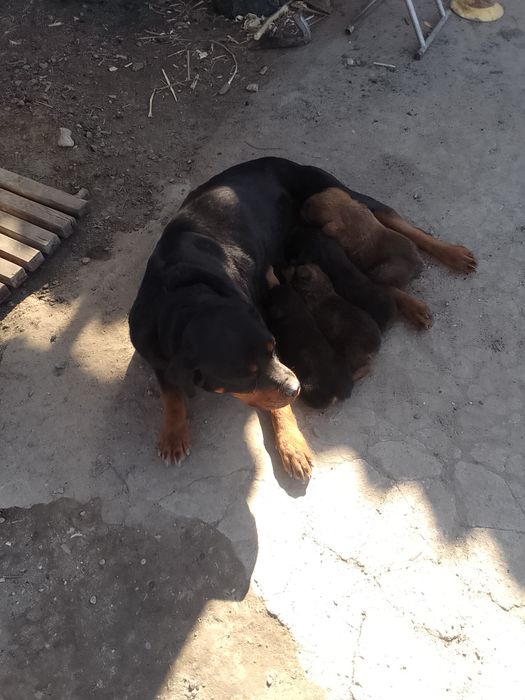 Продам щенят ротвейлера