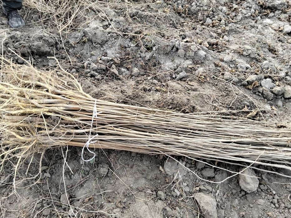 Tut kõchatlari 2 yillik