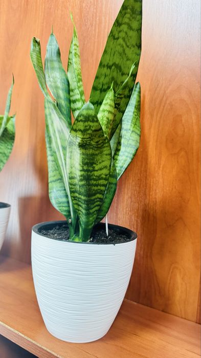Горшки Сансиевьерии