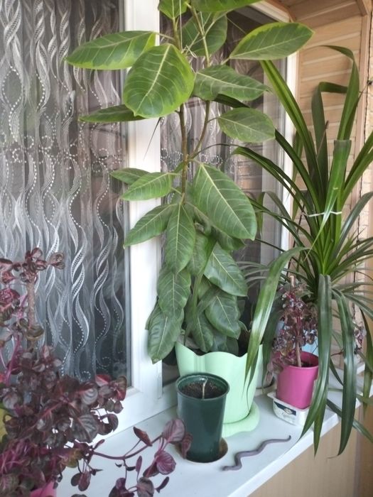 Комнатное растение Диффенбахия