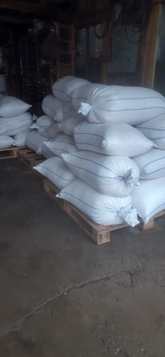 Oferta  Porumb boabe 2025