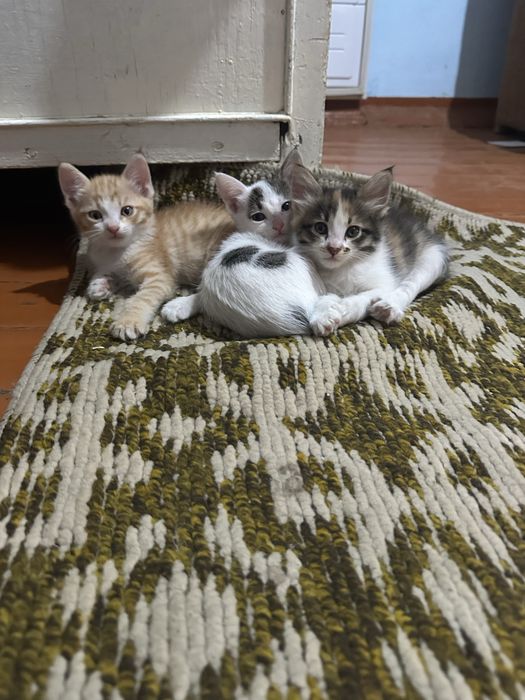 Котята в добрые руки