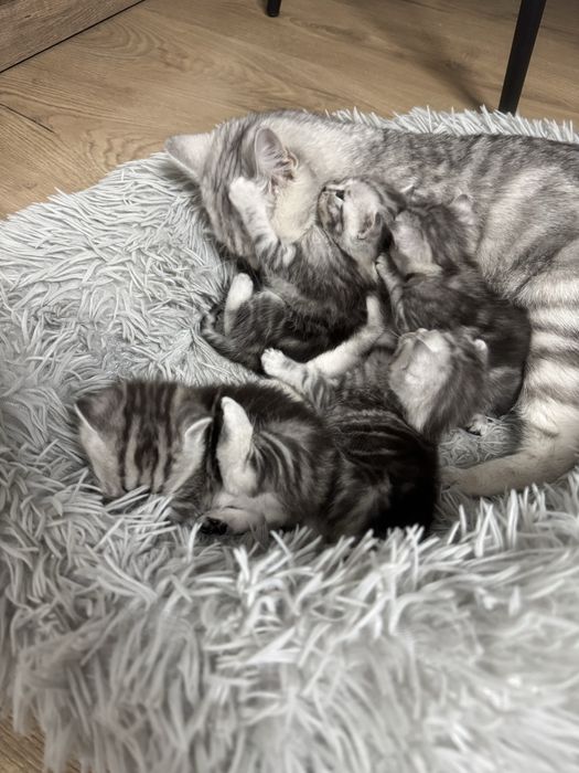 Кошки британец+шотлондец