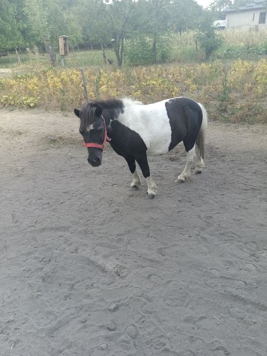 Vând poneită tărcată gestantă