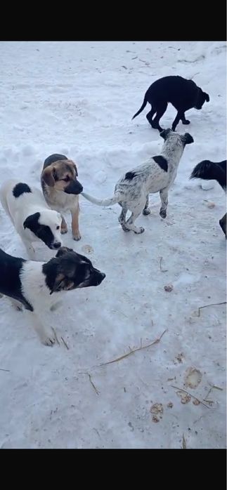 Щенята в добрые руки