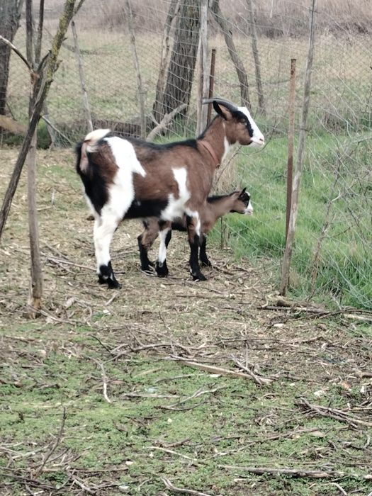 Se vinde o capră cu ieduță l-a primit fătare și un Țap Alpin Francez